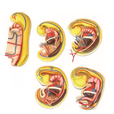 消化、呼吸、泌尿生殖、體腔的發(fā)生解剖示教模型 YJ/ZZ2017