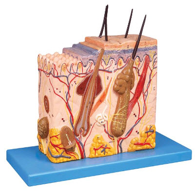 皮膚組織結(jié)構(gòu)放大模型 YJ/ZZ1002