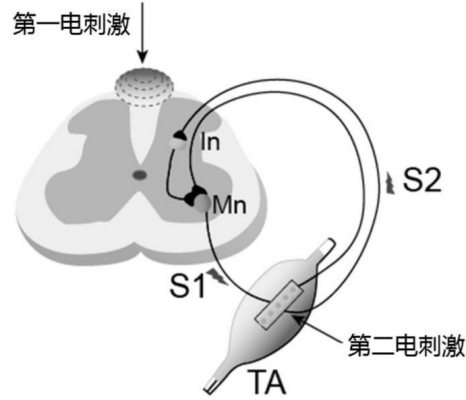 體外脊髓神經(jīng)刺激測試系統(tǒng)3599